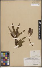 Foto von Salix bonplandiana Kunth